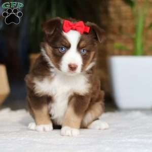 Eden, Miniature Australian Shepherd Puppy